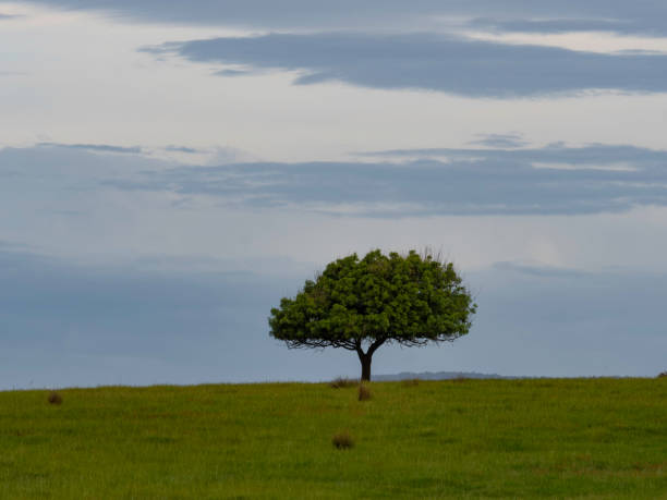 Solitary tree on hill on moody day