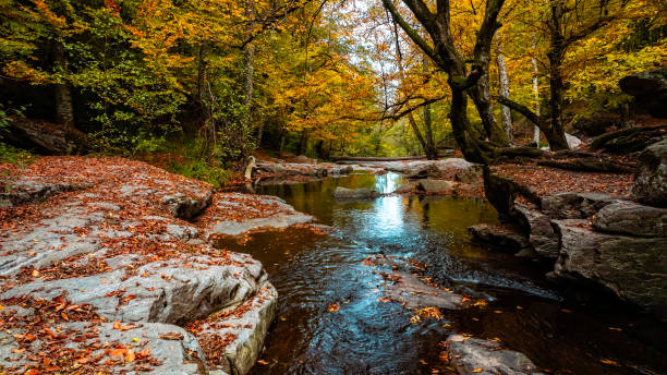 istock colorful autumn view in forest 2183352301