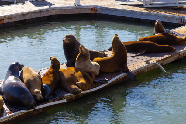 istock Seals on Pier 39 in San Francisco 2183352849