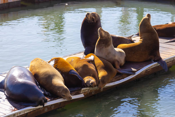 istock Seals on Pier 39 in San Francisco 2183352896