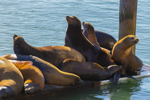 istock Seals on Pier 39 in San Francisco 2183352988