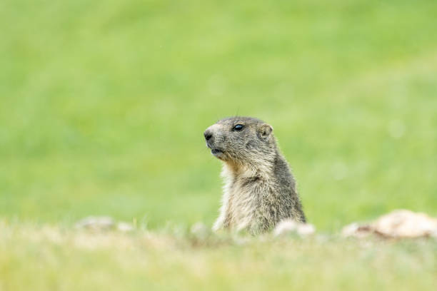istock Marmot on the lookout 2183355458