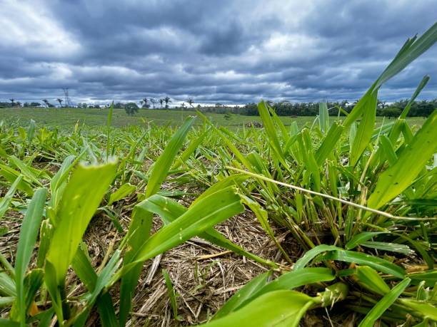 istock Beautifull image of nellore intensive beef cattle on tropical climate. High intensive grass project on Brazil 2183355721