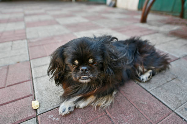 A beautiful male Pekingese dog is resting with the potatoes he was playing with.