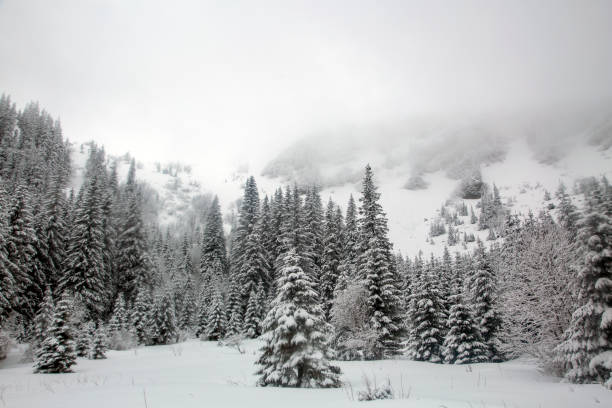 A serene winter landscape unfolds, with a dense forest of snow-laden pine trees stretching across the hillside, snow-covered pine trees