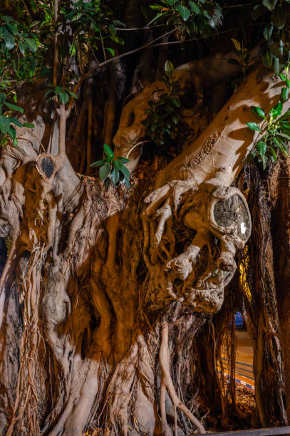 The ghostly ficus, or liana tree in Seville, Spain