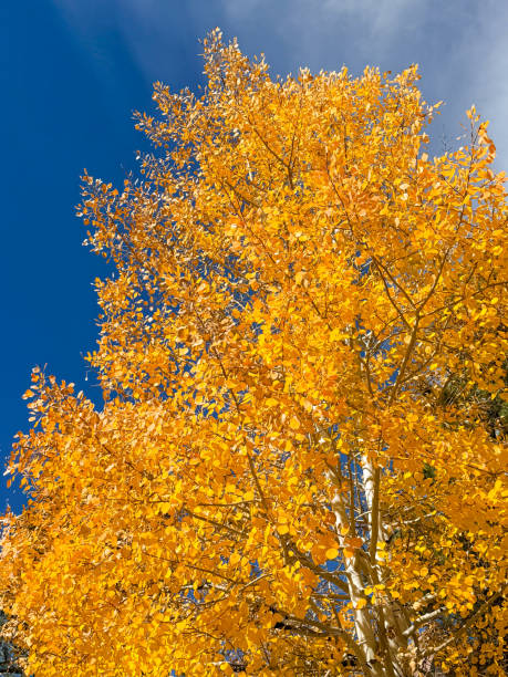 istock Large Yellow Aspen Tree in the Rocky Mountains during Autumn time 2183359927