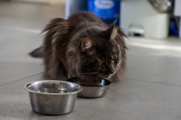 istock A fluffy cat enjoys its meal in a cozy home kitchen filled with natural light 2183363159