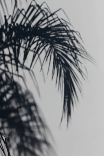 istock Silhouetted palm leaves gracefully sway against a soft white background in tranquil daylight 2183363216