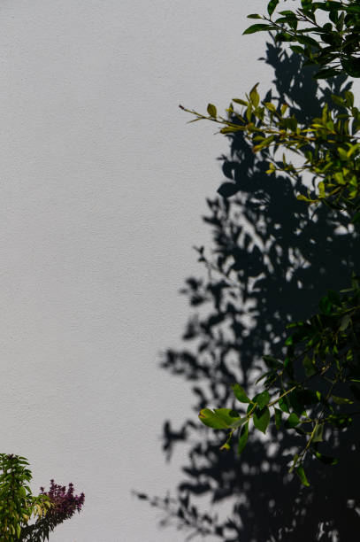 istock Shadows play against a textured wall with vibrant foliage in bright sunlight during midday 2183363241