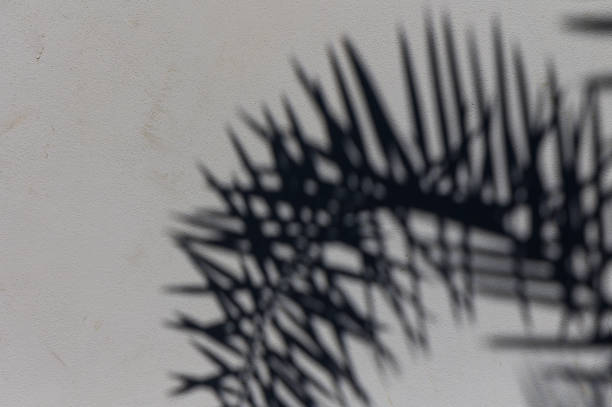 istock Intricate palm shadow dances on a textured wall, creating a mesmerizing play of light and form in soft afternoon light 2183363251
