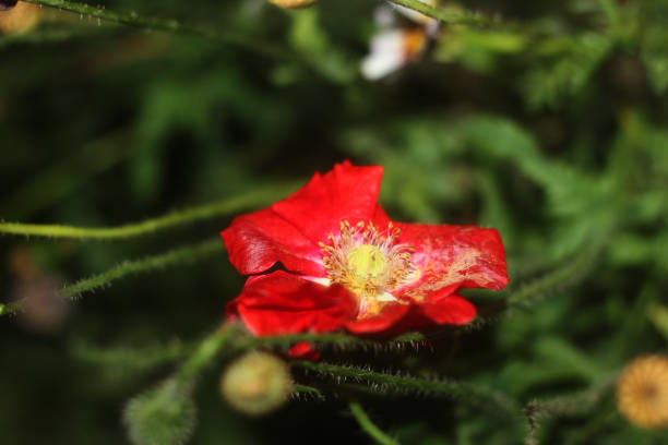Iceland-Poppy in the counter-light.Please see more similar pictures of my Portfolio.Thank you!
