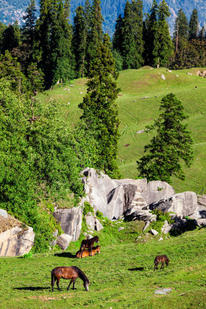 istock Horses grazing in mountains 2183366491