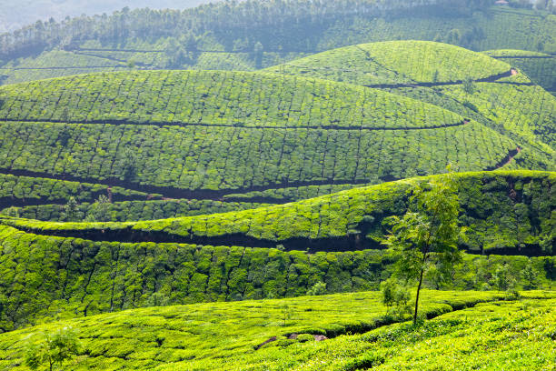 istock Tea plantations in Kerala, India 2183366816