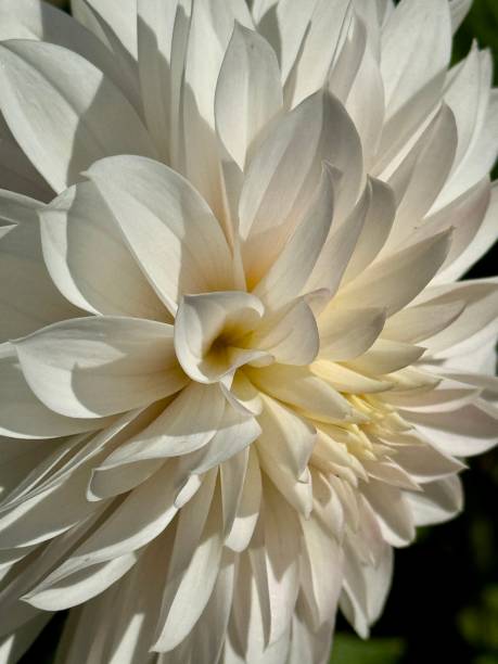 istock White Dahlia Face Up Close 2183367003