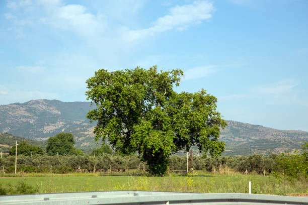 An old oak tree in the middle of the field. Aegean Region.