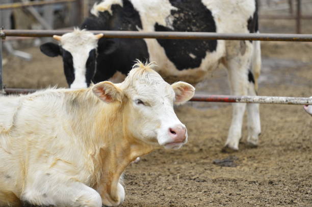 istock Cows are grazing on the pasture 2183368934