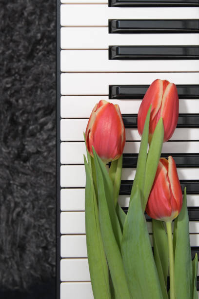 Side view of Piano keys with shallow depth of field. Classic grand piano keyboard background.