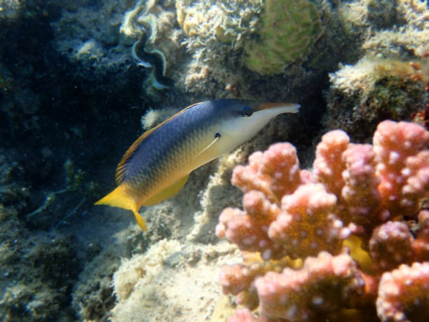 Gomphosus caeruleus, the green birdmouth wrasse, is a species of wrasse belonging to the family Labridae. It can be found in the aquarium trade.