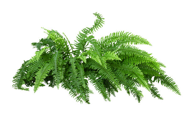 istock Tropical plant fern bush shrub tree isolated on white background with clipping path. 2183373996