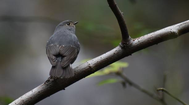 istock Small black bird perched on a branch in the forest 2183374096
