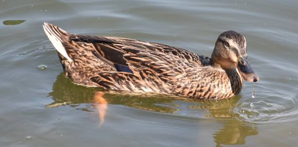 istock Pretty brown duck swimming on a pond 2183374156