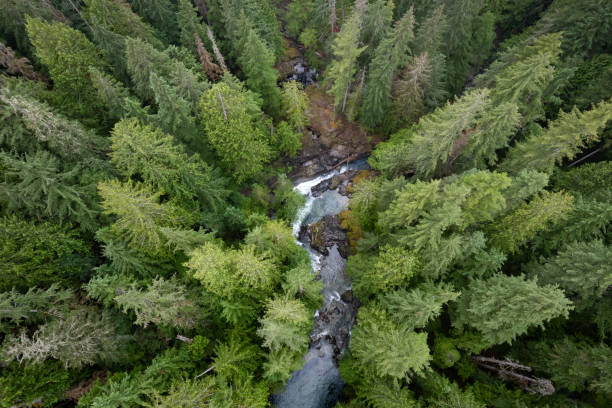 istock Aerial View of River and Pine Forest in Washington State 2183376049