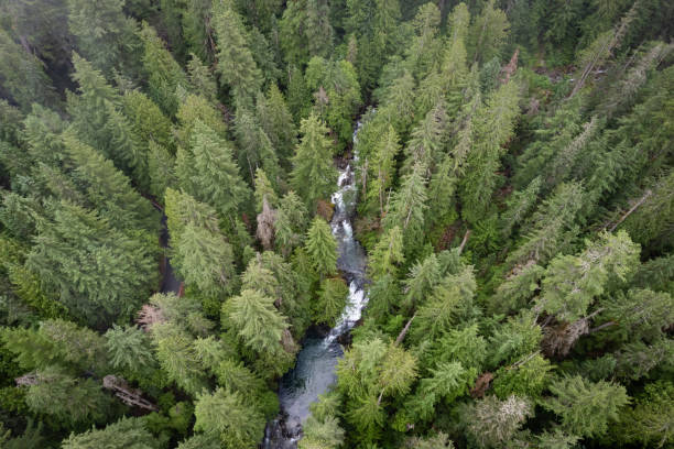 Aerial View of River and Pine Forest in Washington State