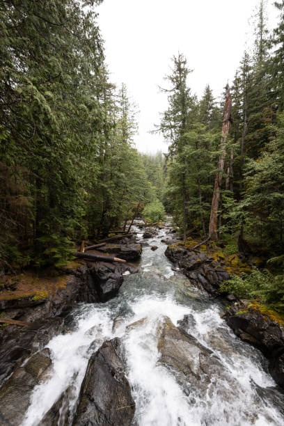 Pine Forest in the Skykomish Valley in Washington State
