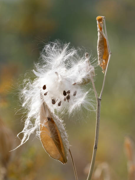 istock Common Milkweed with Open Pod and Fluffy Seeds 2183382342