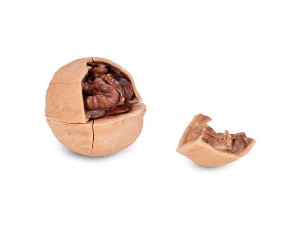 istock Walnut Organic Healthy Nut on White Background. File With Clipping Path. 2183383742
