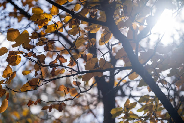 Leaves are falling from the tree during autumn. Fall leaves are beautiful to see.
