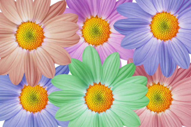 istock collage of colorful daisies, bright and beautiful 2183386409