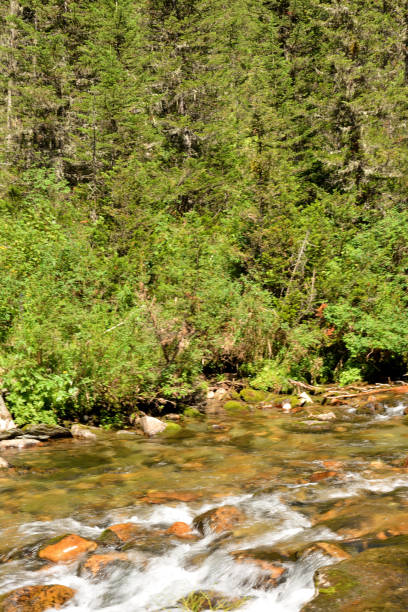 istock A rapid stream of a wide stream with clear water flows from the mountains through a coniferous forest on a sunny summer day. 2183387321