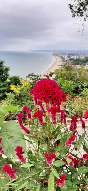 istock Beautiful deep red plant looking out to sea 2183388051