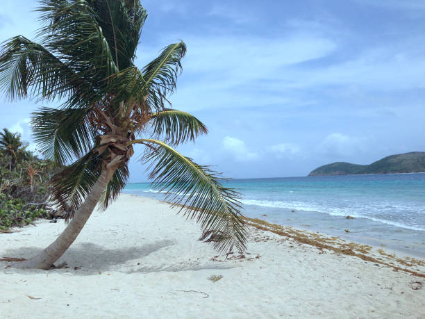 istock Palm tree on a white sand beach with blue sky and blue ocean 2183393486