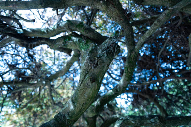 Close up of tree trunks against sky
