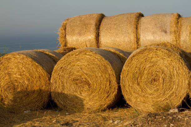 Sicily: Round Bales of Hay Piled Up