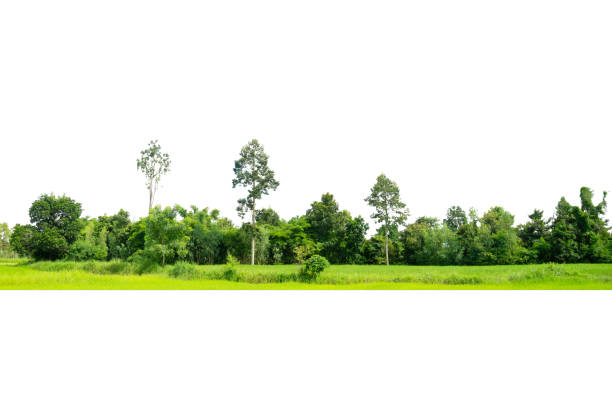 istock View of a High definition Treeline isolated on a white background 2183395186