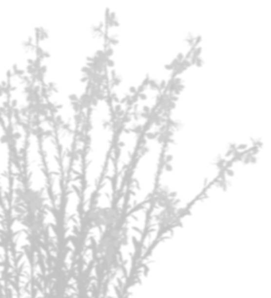 istock Shadow flowery grass on white backgrounds 3d rendering png 2183395189
