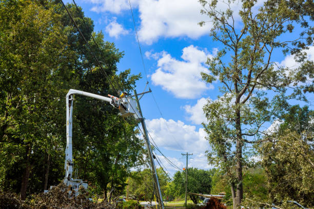 istock Power has been restored after major violent hurricane damaged a power line. 2183396316