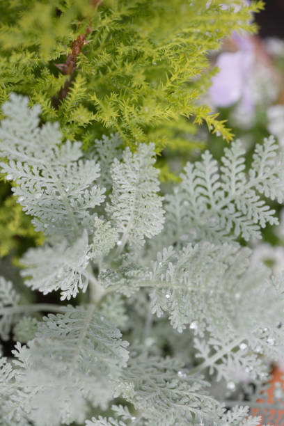 istock Group planting of ornamental plants 2183397562