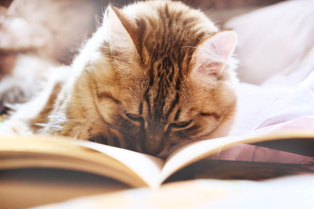istock Cute tabby cat reading interesting book, Soft blurred morning light. Education, literature, knowledge concept 2183397967