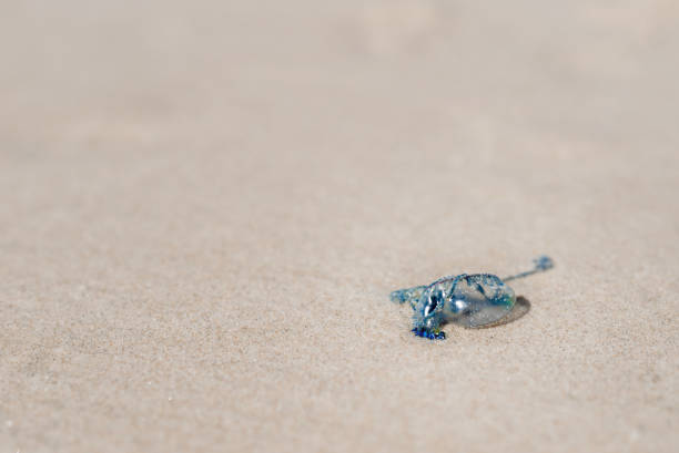 A bluebottle jellyfish stranded on a sandy beach.