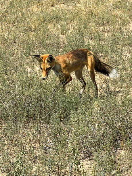 istock wild red fox in grass and weed field 2183399360