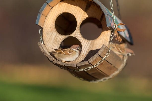 sparrow on a wooden feeder in an autumn park