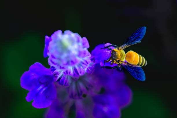 Macro Series : Bees sucking nectar from Salvia farinacea flowers. Salvia farinacea flowers and bees in the park. Mealy Cup Sage inflorescence with natural background. Close up shot of bee and Salvia farinacea flower.