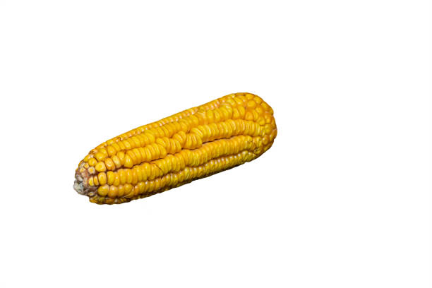 Yellow corn on the cob kernels drying out for future seed planting in the garden