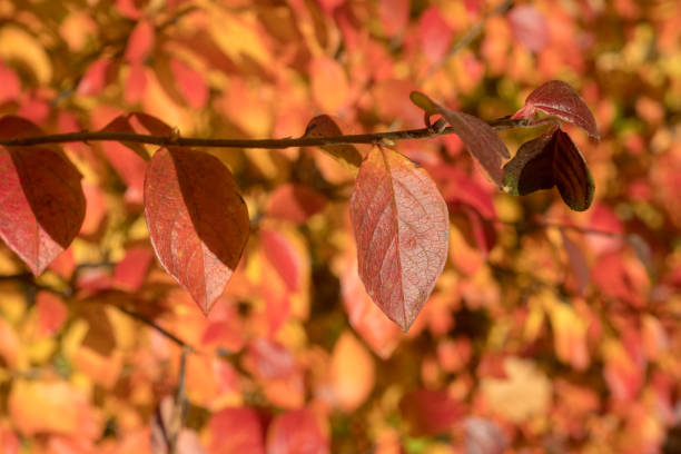 istock branch of aronia with red leaves 2183403683