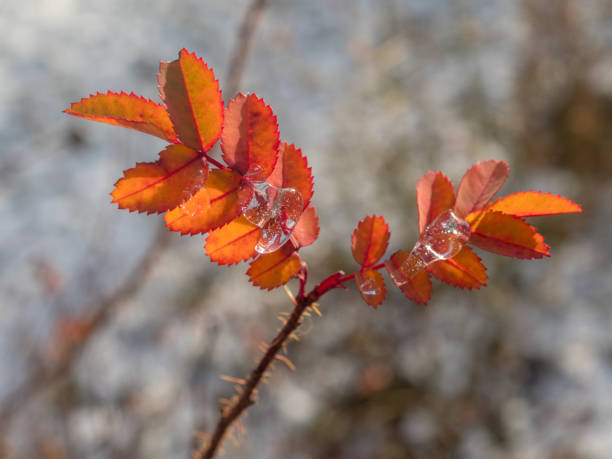 ice on red autumn rosehip leaves close up